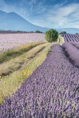 Colonies de vacances Aix en Provence