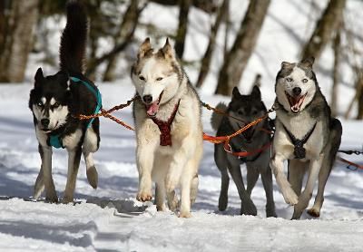Colonies de vacances chiens de traineau 2024