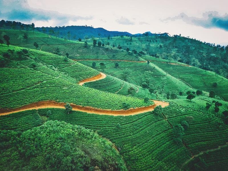 Colonies Sri Lanka